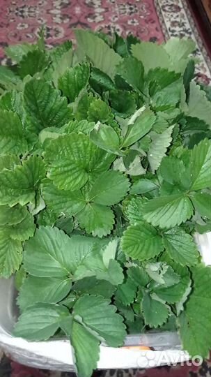 Кустики клубники