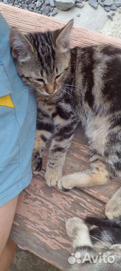 Котята отдам бесплатно