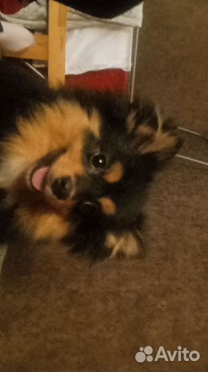 Померанский шпиц