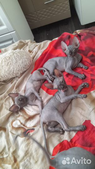 Канадский сфинкс котенок