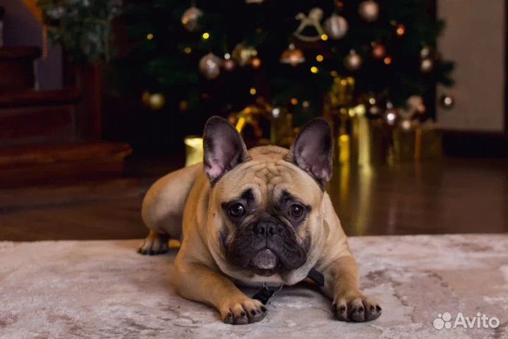 Французский бульдог кобель вязка