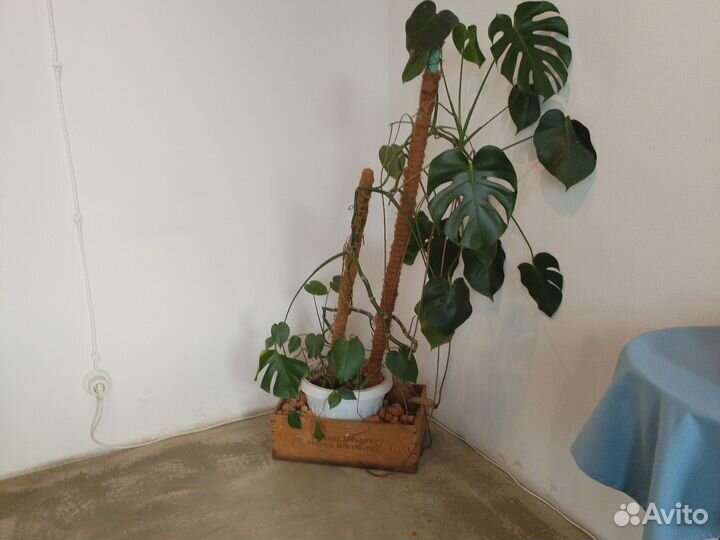 Комнатные цветы