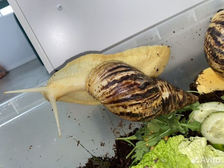 Улитки ахатины ретикулята