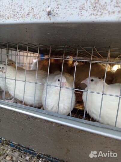 Перепела продажа