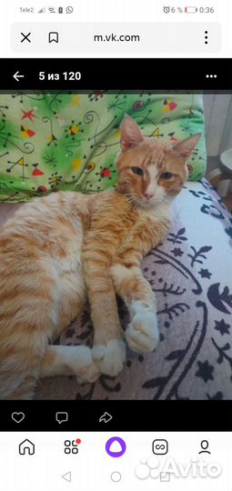 Кошка