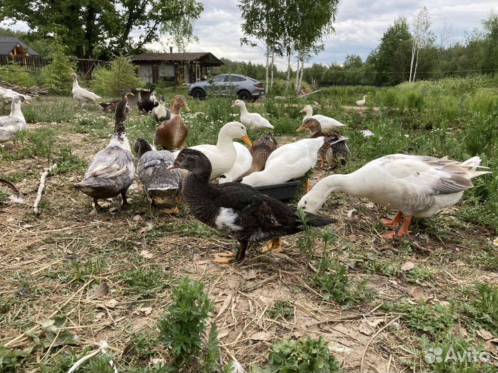 Башкирская Утка