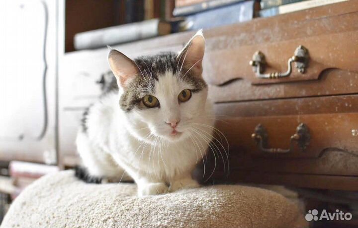 Печальная история Хатико