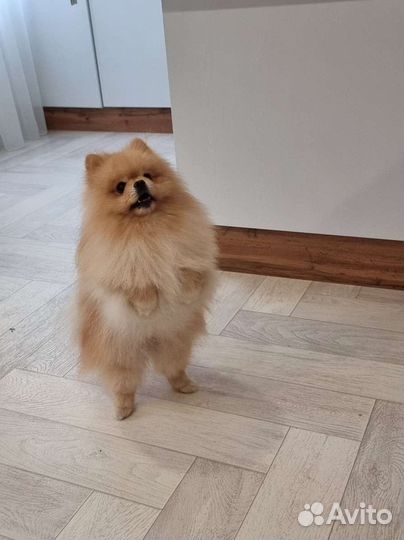 Вязка Померанский той шпиц тип мишка