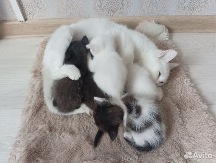 Русская белая
