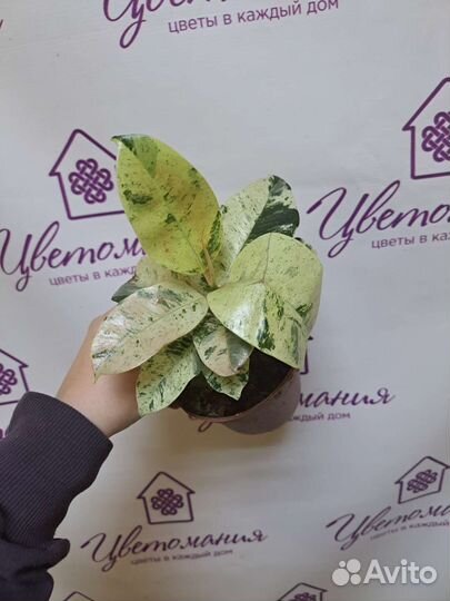 Филодендрон, Хойя, Фикус, сингониум и др