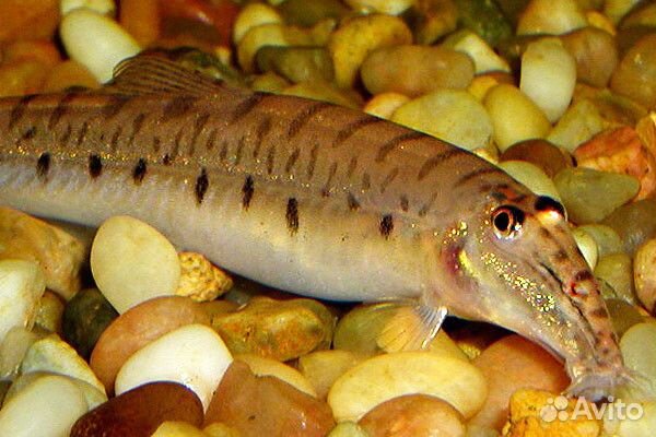 Аквариумные рыбки,растения,амфибии,двоякодышащие