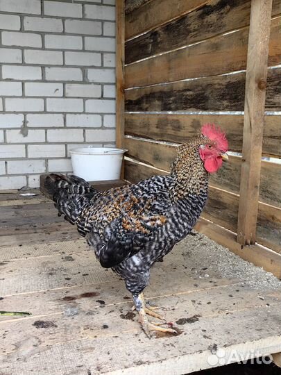 Молодые петушки домашние