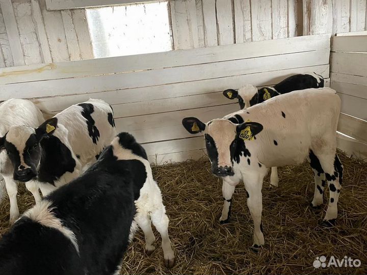 Телята доставка