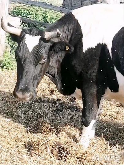 Голштинская корова