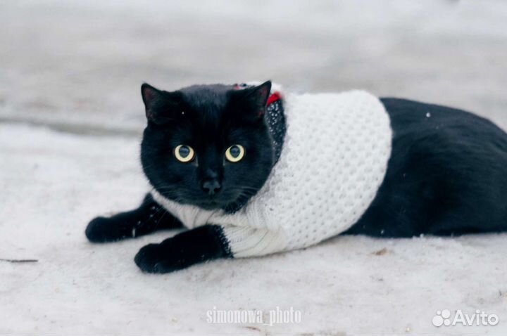Одежда для животных