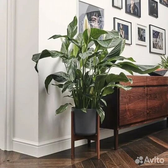 Спатифиллум