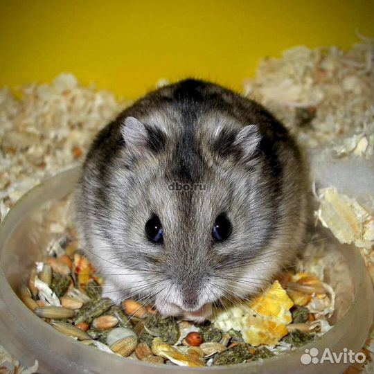 Продаются хомячки джунгарики