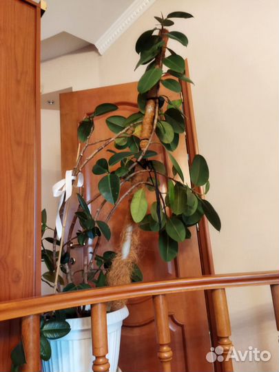 Фикус большой