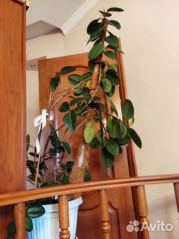Фикус большой