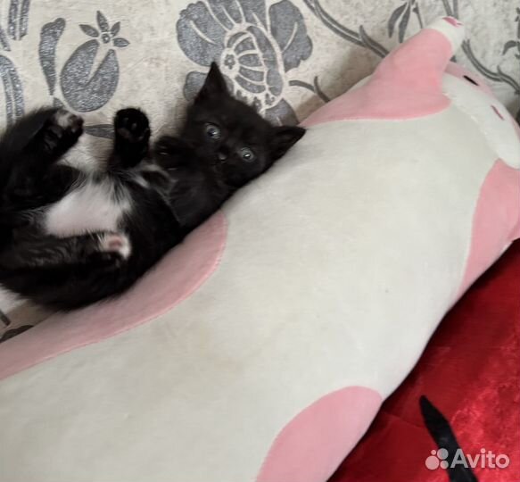 Отдам котенка в добрые руки