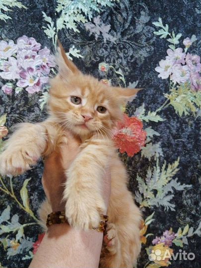 Мейн-кун котята весёлые ребята