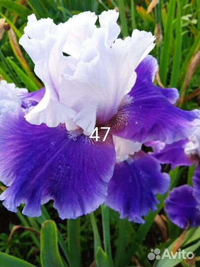 Ирисы бородатые сортовые