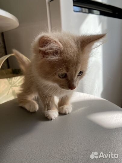 Кошка и кот бесплатно