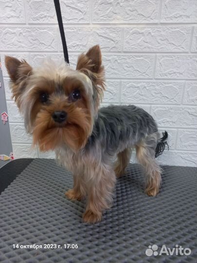 Йоркширский терьер мини