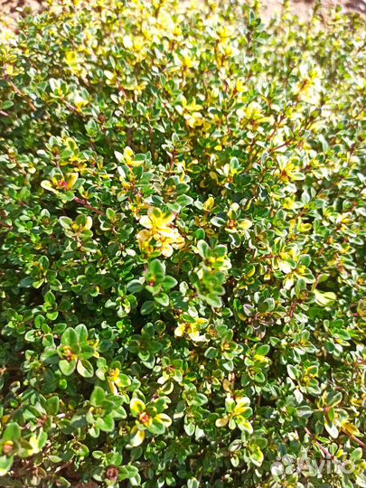 Чабрец тимьян