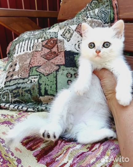 Серебристые шиншиллята