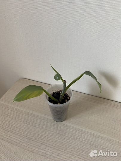 Филодендрон сильвер квин