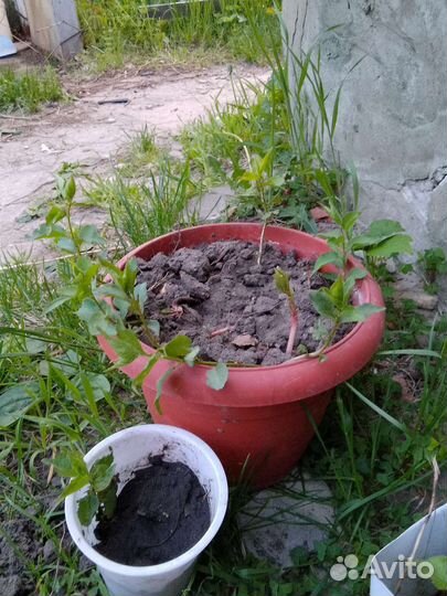 Абрикос рассада.этого года.пару однолетних