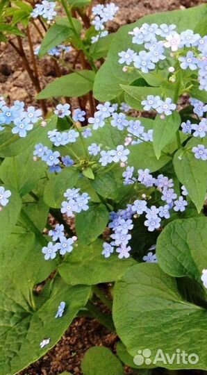 Цветы для сада