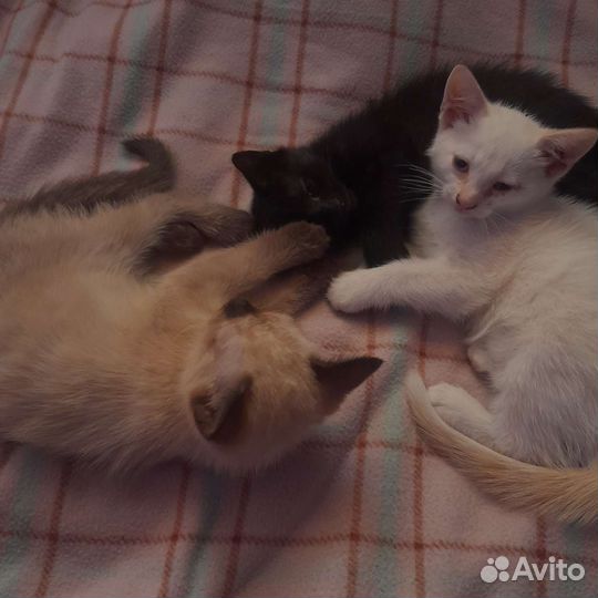 Котята в добрые руки