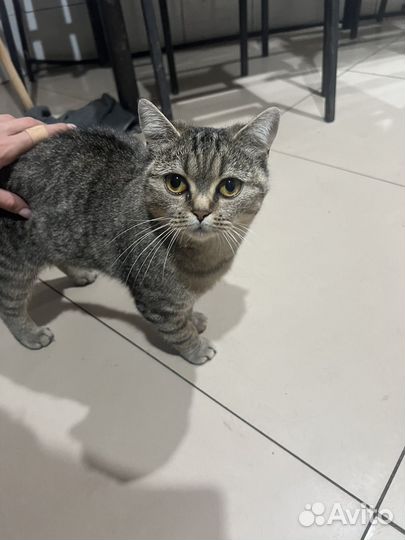 Котята в добрые руки мальчики