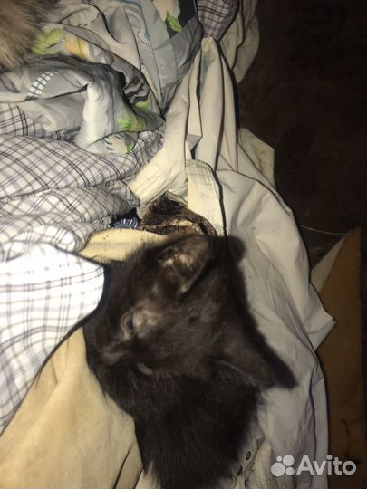 Котёнок 2 месяца мальчик