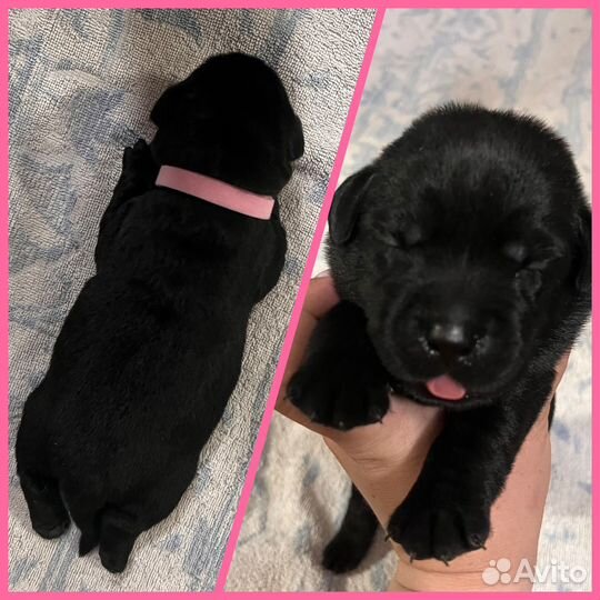 Щенки лабрадора