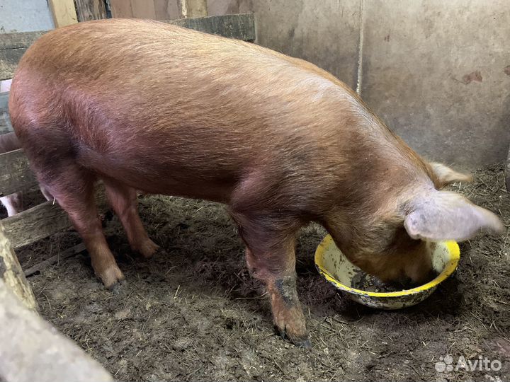 Свиньи, свиноматки, хряк