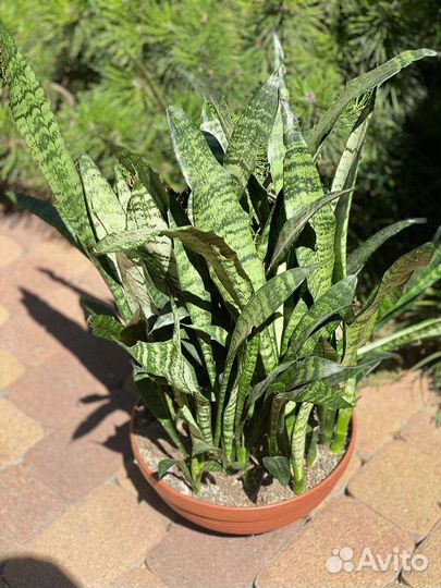 Сансевиерия