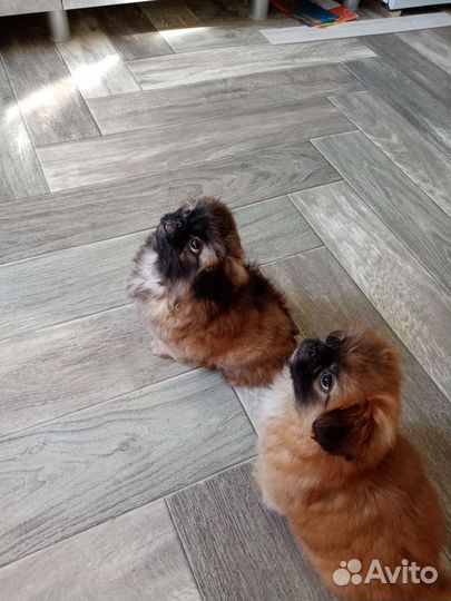 Щенки пекинеса