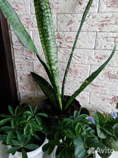 Сансевиерия