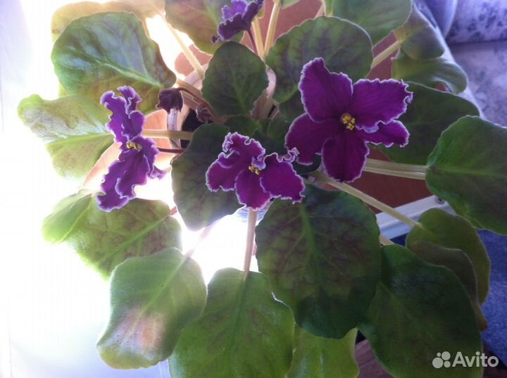 Комнатные цветы фиалки