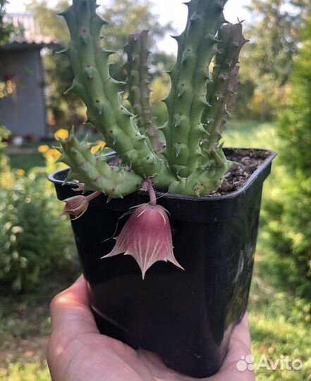 Суккуленты