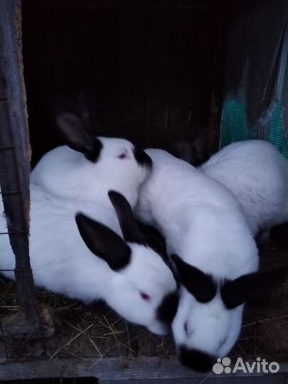 Кролик калифорнийский