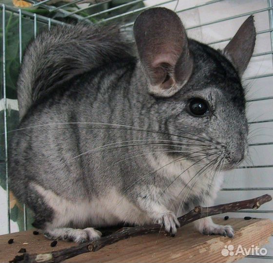 Шиншилла