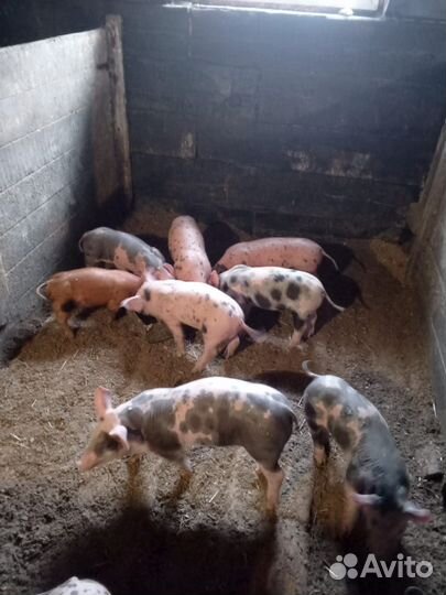 Поросенок дюрок- пьетрен