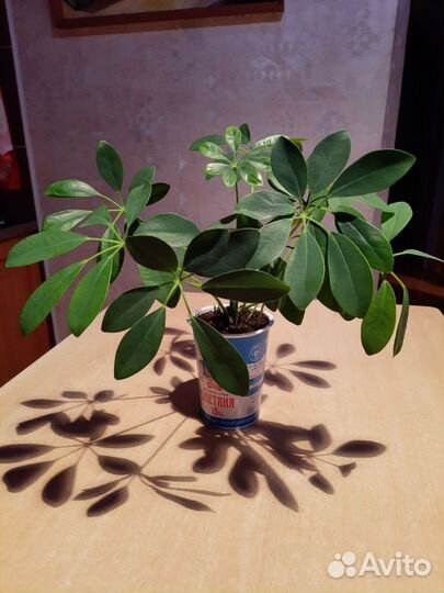 Комнатные цветы шефлера