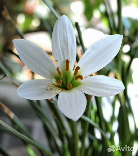 Зефирантес