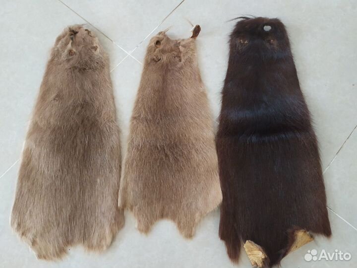 Шкурки нутрии