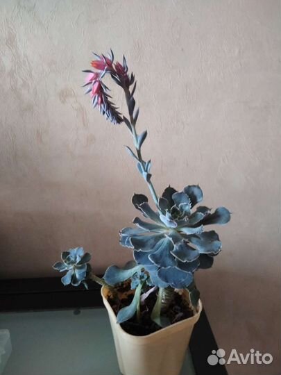 Эхивериумы